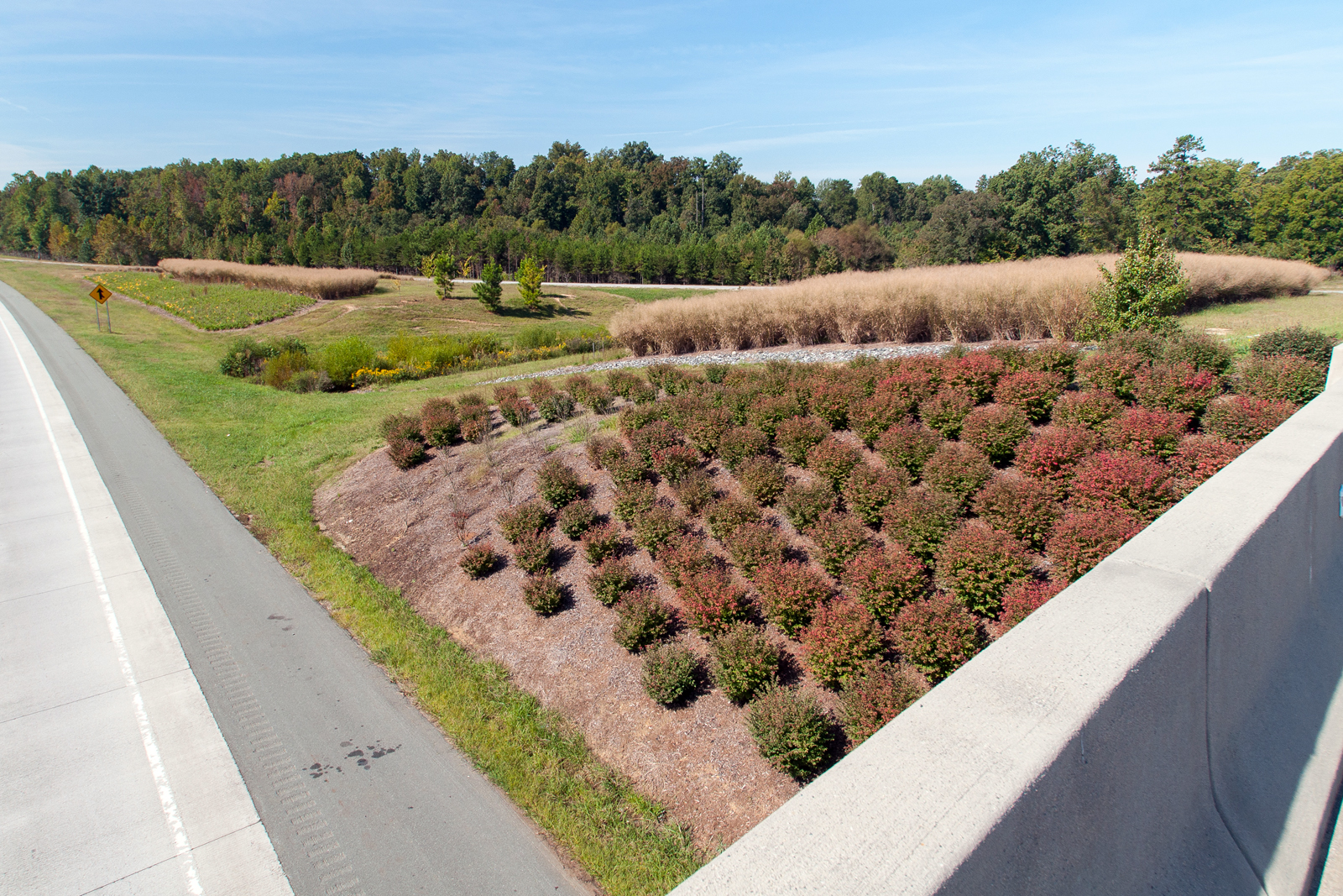 Bridge End Highway Vegetation